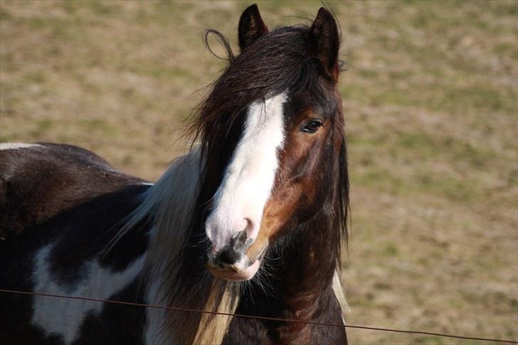 Tinker Anton *AVL`S HINGST* billede 6