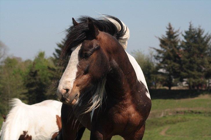 Tinker Anton *AVL`S HINGST* billede 7