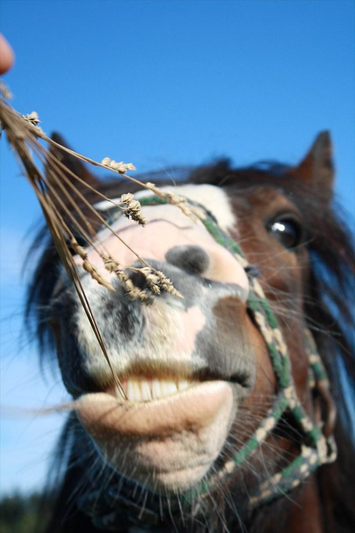 Tinker Anton *AVL`S HINGST* billede 8