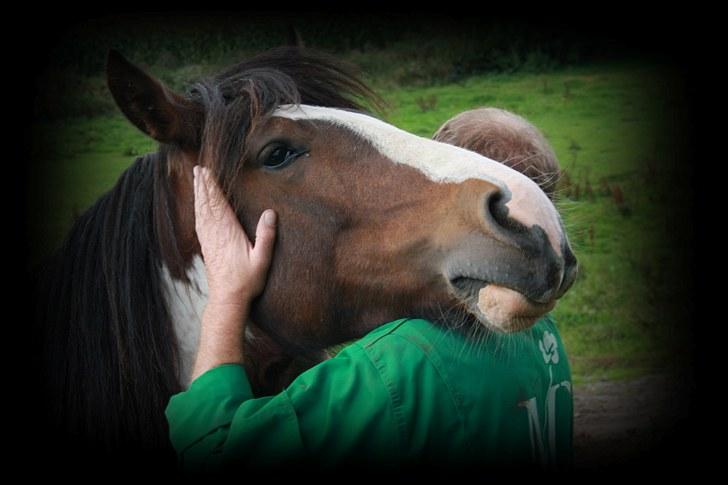 Tinker Anton *AVL`S HINGST* billede 9