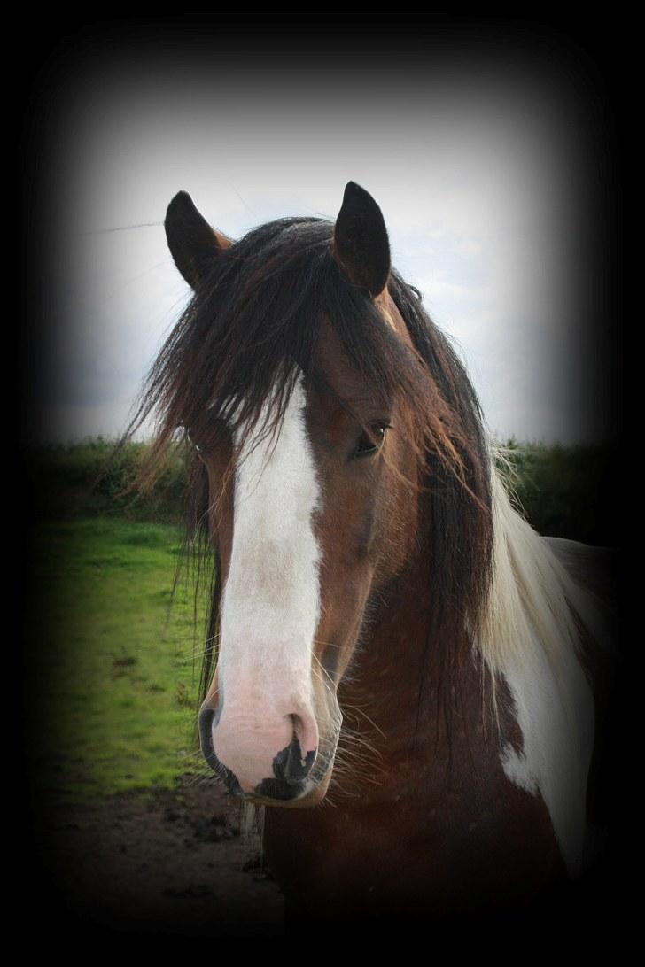 Tinker Anton *AVL`S HINGST* billede 10