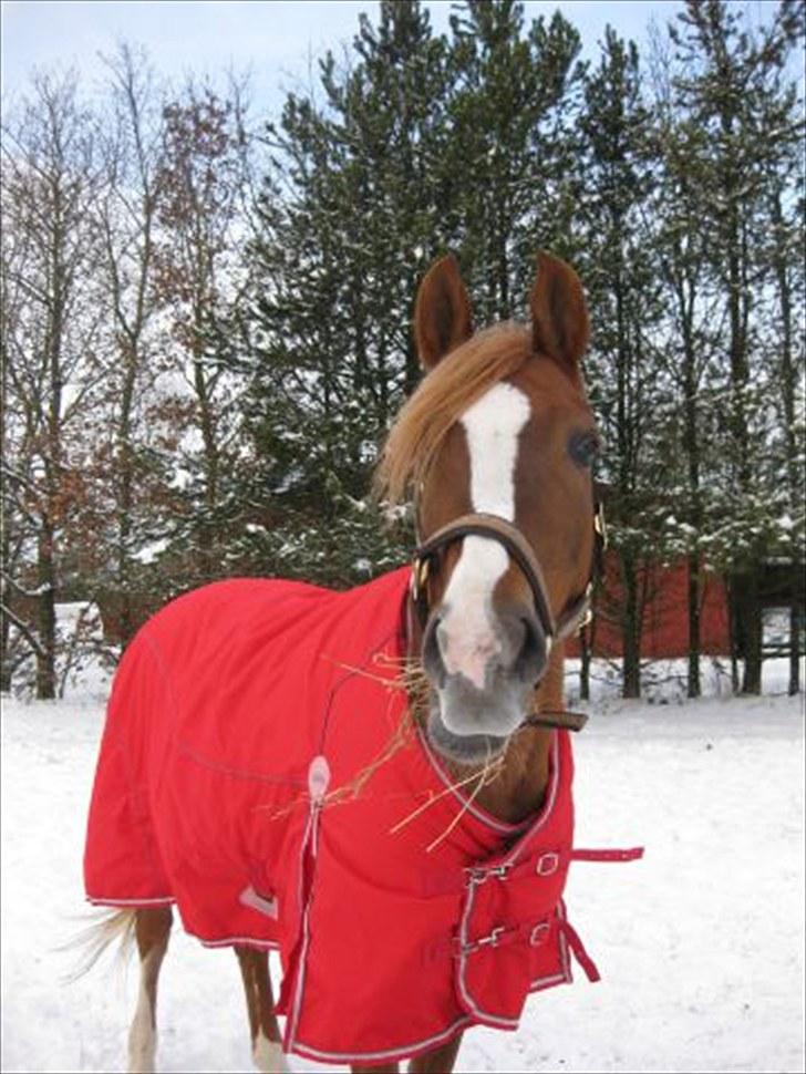 Arabisk fuldblod (OX) Bell-A-Mi  billede 1