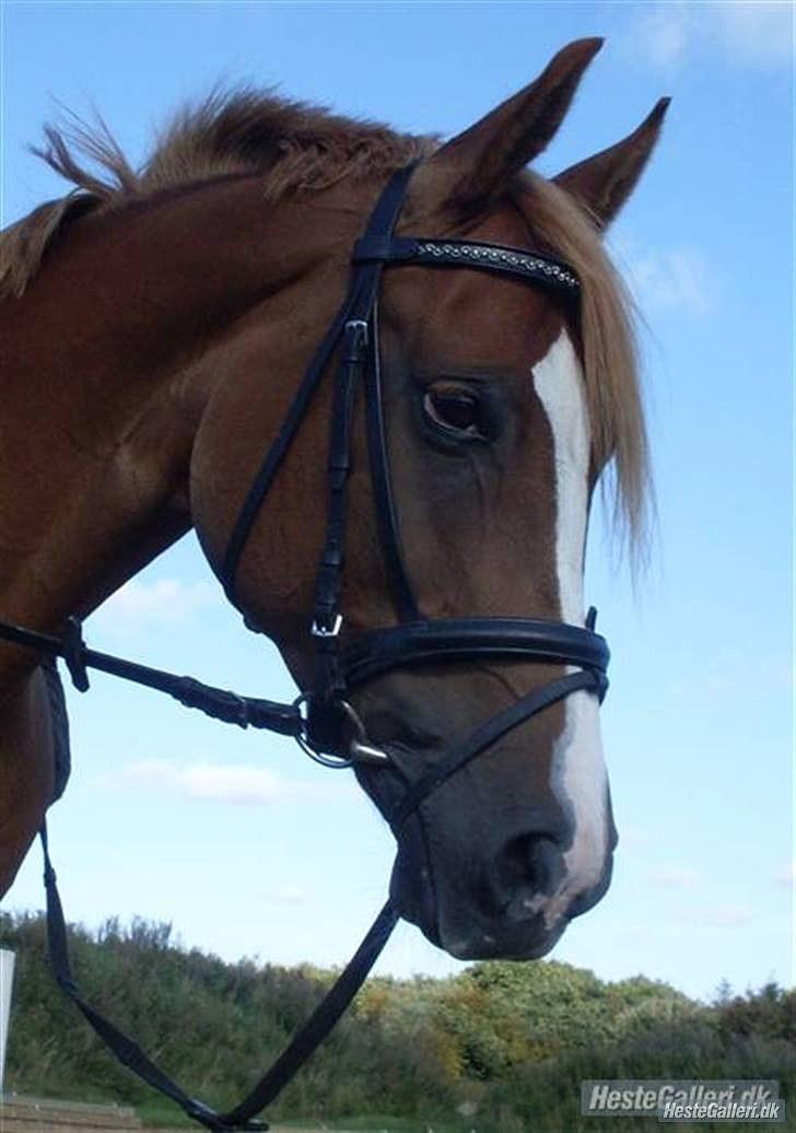 Arabisk fuldblod (OX) Bell-A-Mi  billede 2