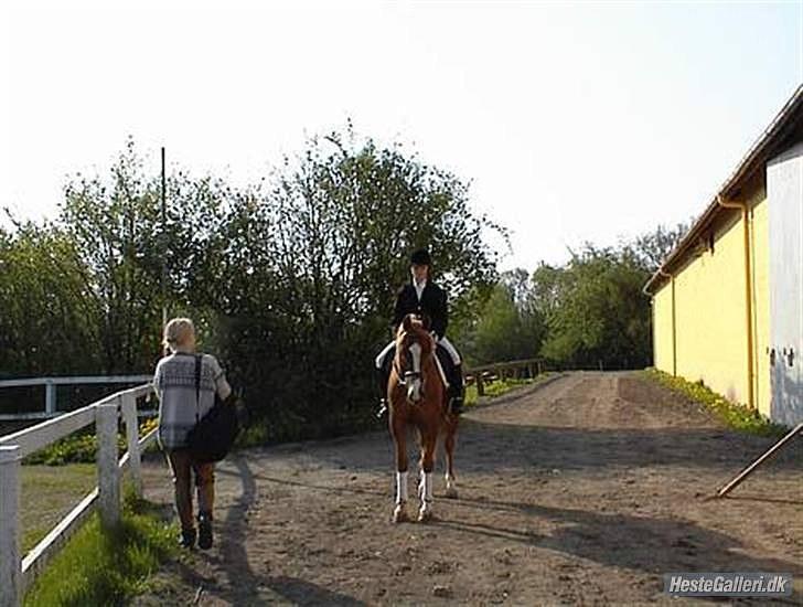 Arabisk fuldblod (OX) Bell-A-Mi  - til SVR mesterskabet billede 3