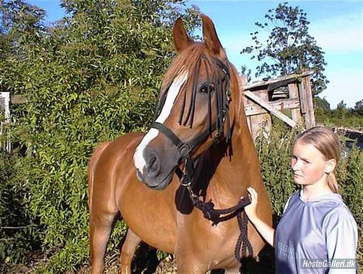 Arabisk fuldblod (OX) Bell-A-Mi  billede 4