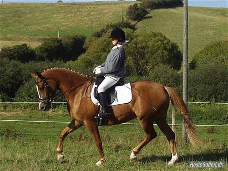 Arabisk fuldblod (OX) Bell-A-Mi  - Til smir com mesterskabet billede 5