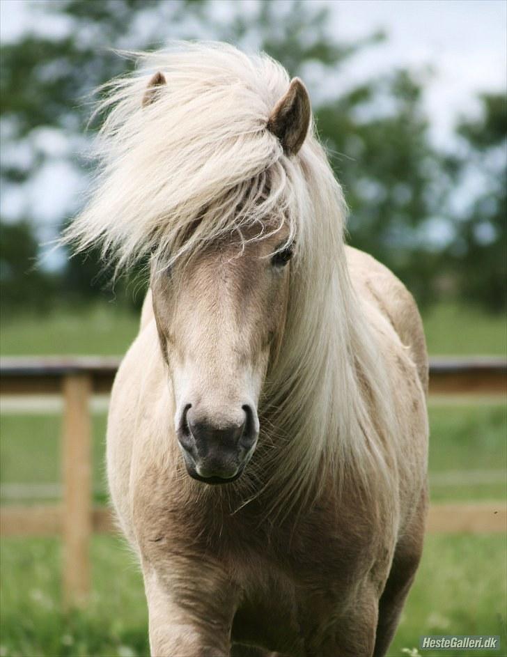 Islænder Kiljan - 1,5 år billede 5