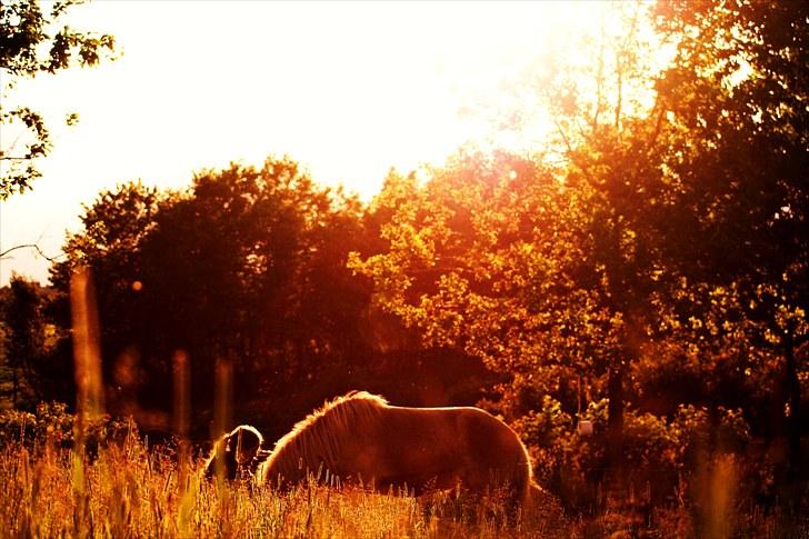 Islænder Kiljan billede 6
