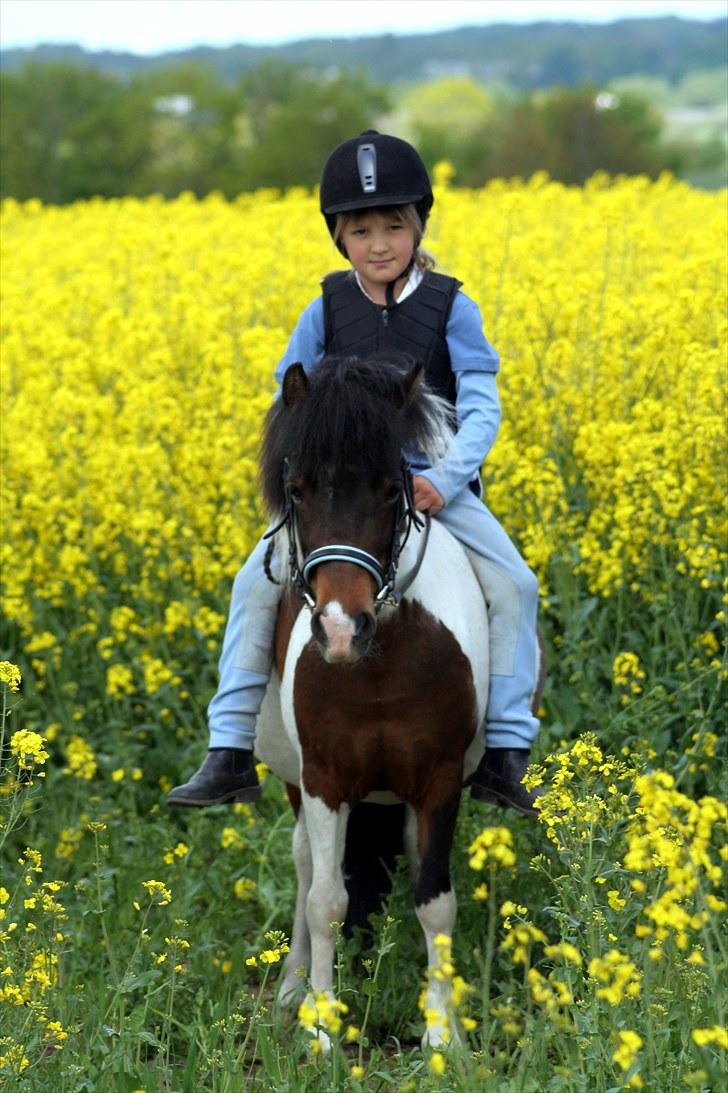 Anden særlig race Stella Nova (solgt) - En forårsdag i rapsen (foto: A-foto teamflyingadonis.dk) billede 17