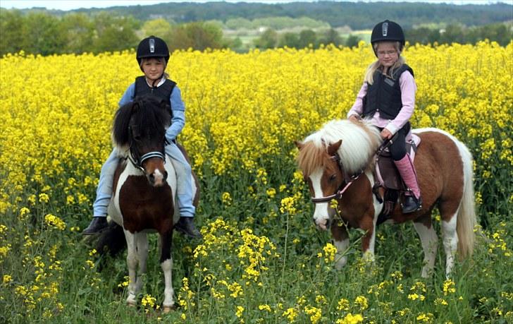 Anden særlig race Stella Nova (solgt) - En forårsdag i rapsen (foto: A-foto teamflyingadonis.dk) billede 18