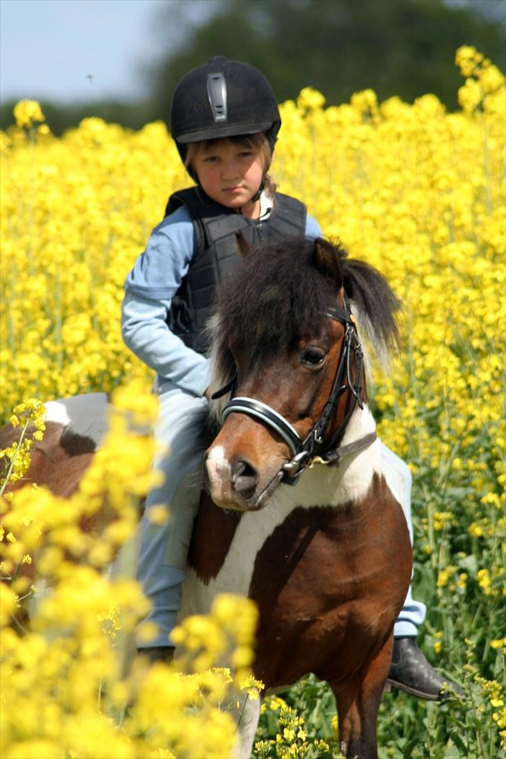 Anden særlig race Stella Nova (solgt) - En forårsdag i rapsen (foto: A-foto teamflyingadonis.dk) billede 19