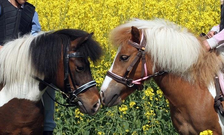 Anden særlig race Stella Nova (solgt) - En forårsdag i rapsen (foto: A-foto teamflyingadonis.dk) billede 20