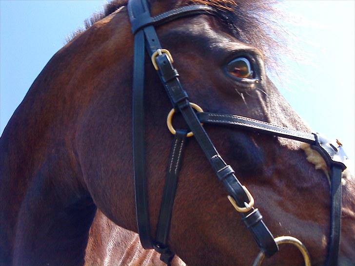 New Forest Faneth solgt!;( - min fantastiske pony billede 1