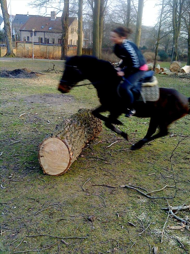 New Forest Faneth solgt!;( - hygge dag i det grønne billede 2