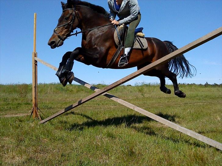 New Forest Faneth solgt!;( - hygge springning billede 3