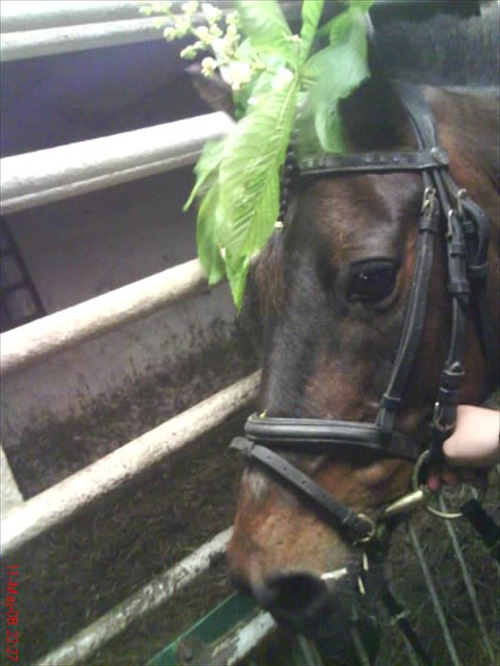 New Forest Faneth solgt!;( - smukke! billede 4