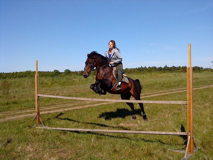 New Forest Faneth solgt!;( - hygge springning billede 5