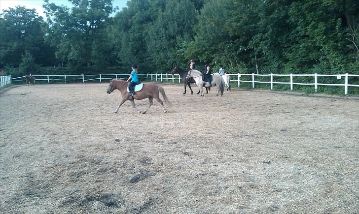 Anden særlig race Otto R.I.P. billede 7