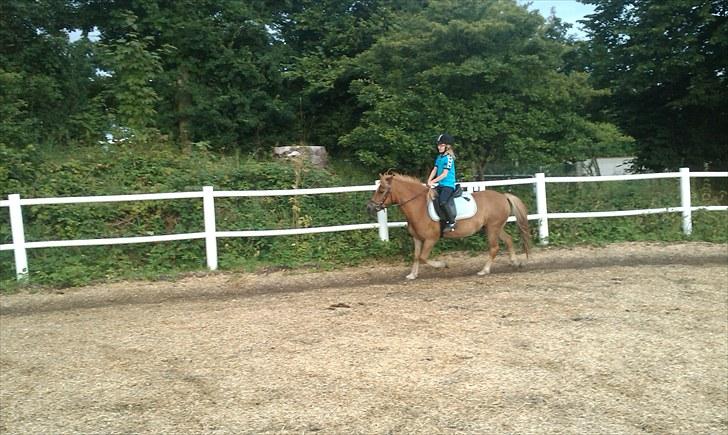 Anden særlig race Otto R.I.P. billede 8