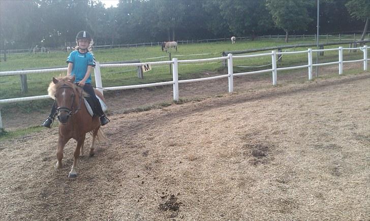 Anden særlig race Otto R.I.P. billede 9