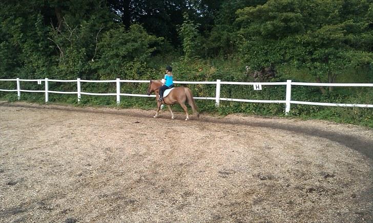 Anden særlig race Otto R.I.P. billede 10