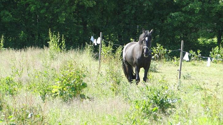 Anden særlig race Zido Tex R.I.P. billede 11