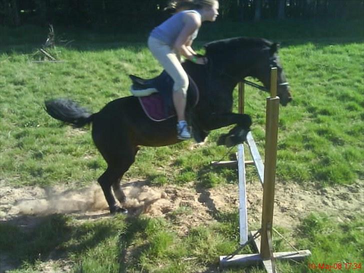 New Forest Faneth solgt!;( - en sommer dag billede 6