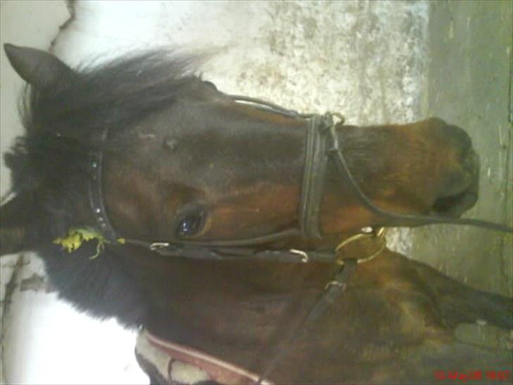 New Forest Faneth solgt!;( - intet smukkere billede 7