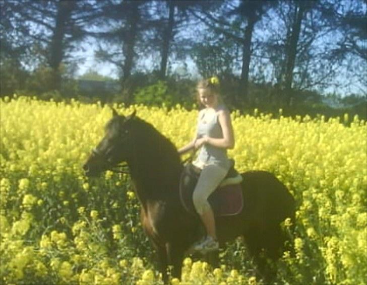 New Forest Faneth solgt!;( - på marken billede 8