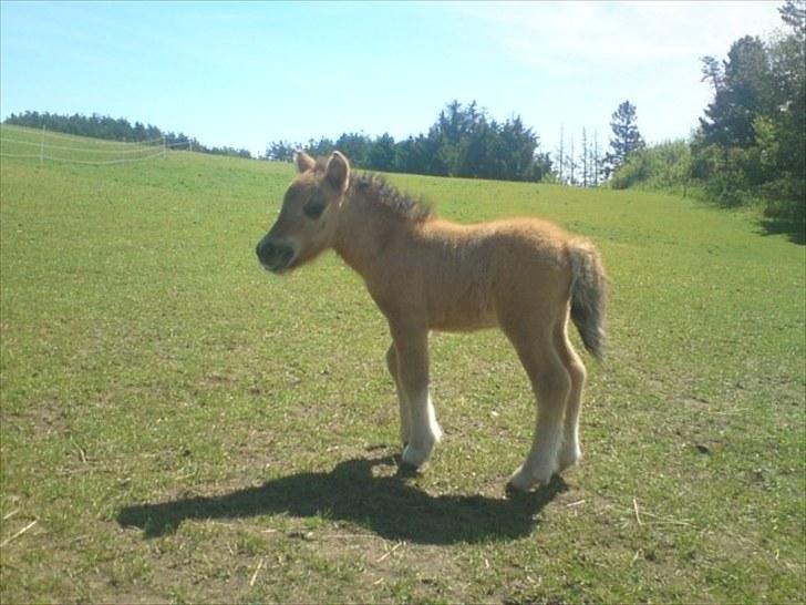 Shetlænder Tinkerbell billede 2