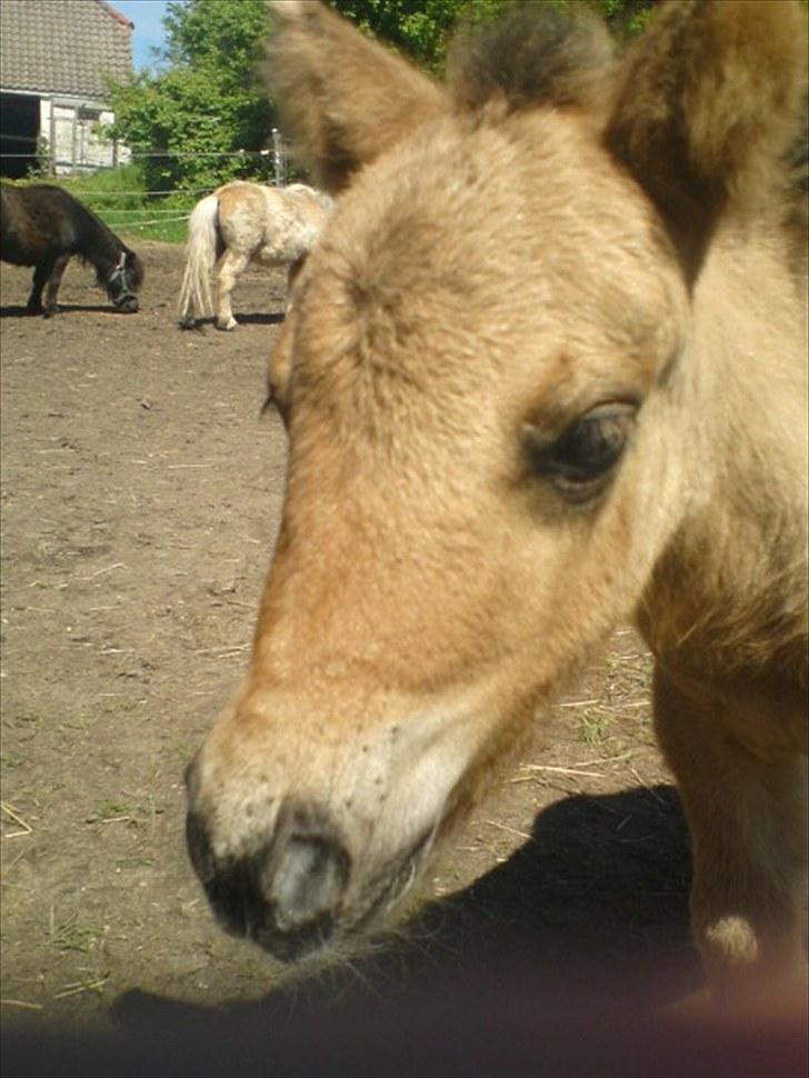 Shetlænder Tinkerbell billede 3