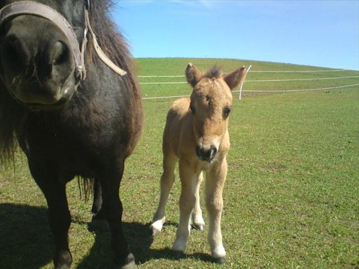 Shetlænder Tinkerbell billede 4