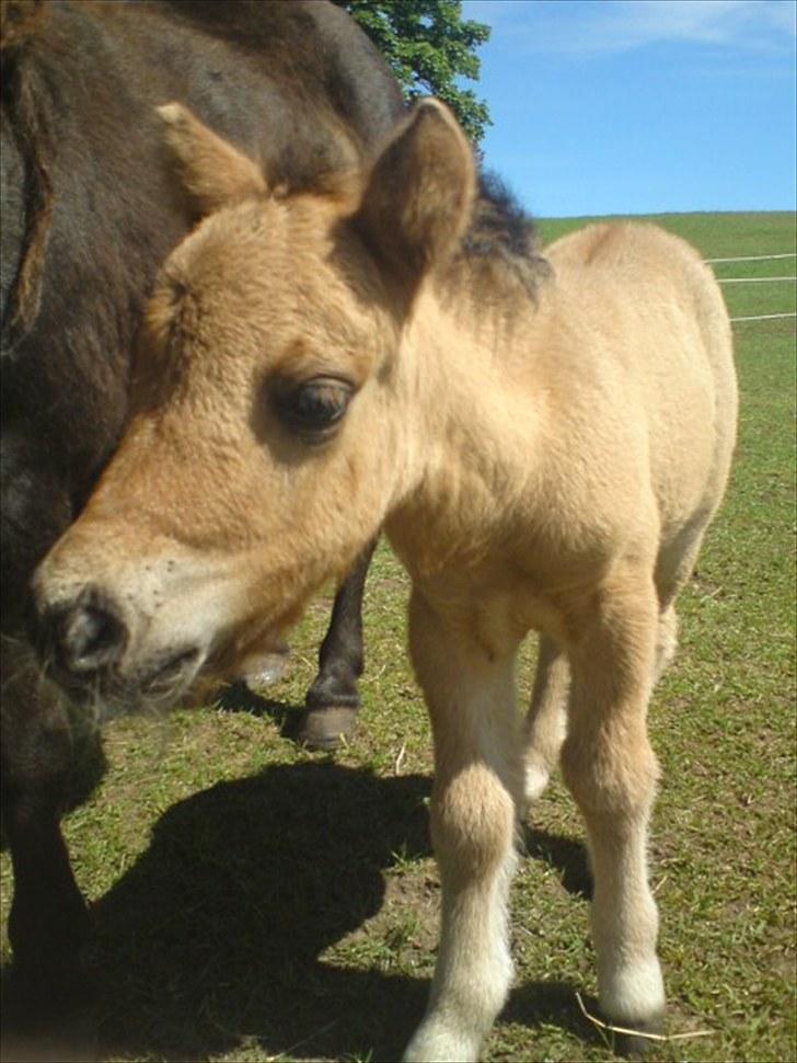 Shetlænder Tinkerbell billede 5