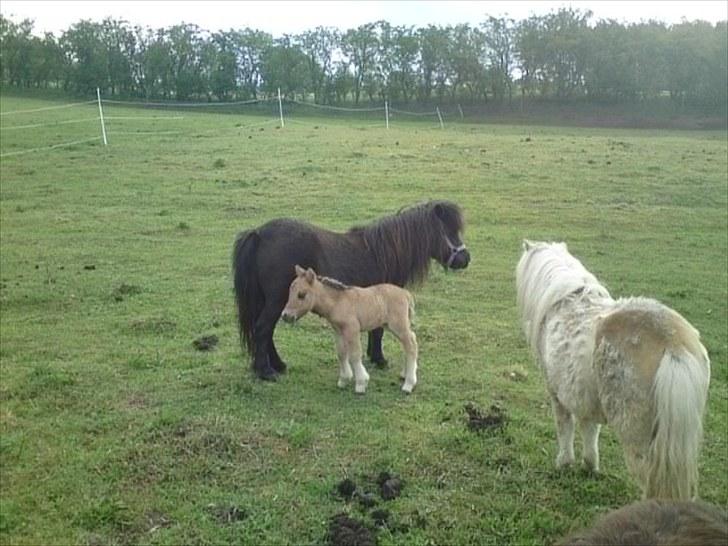 Shetlænder Tinkerbell billede 6