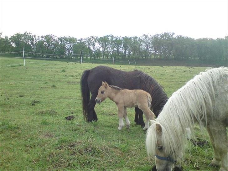 Shetlænder Tinkerbell billede 7