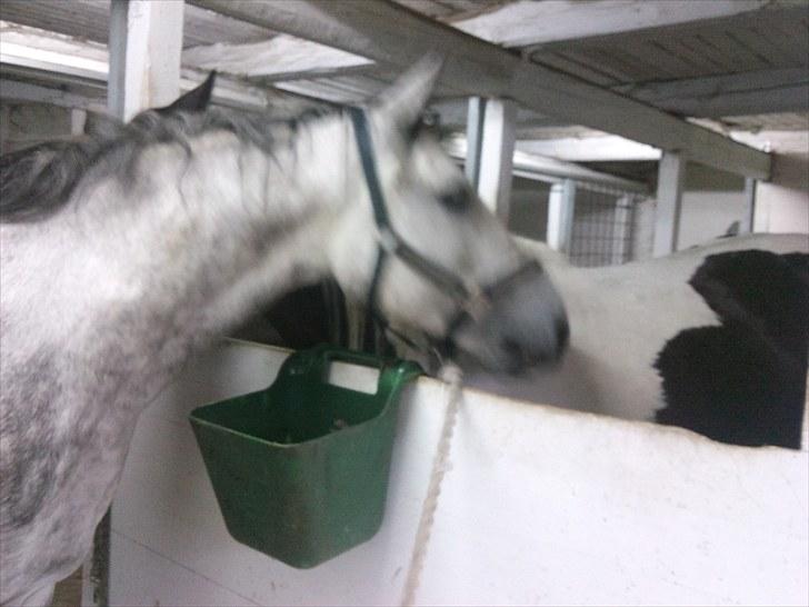 Hollandsk Sportspony Silver king  - Siger pænt godnat til samson inden han bliver sat ind i hans boks igen billede 10
