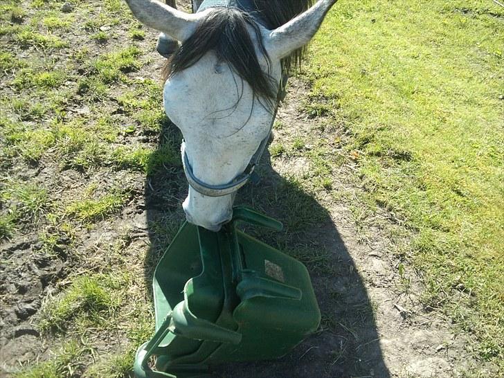 Hollandsk Sportspony Silver king  - Babyhesten spiser ude på folden billede 11