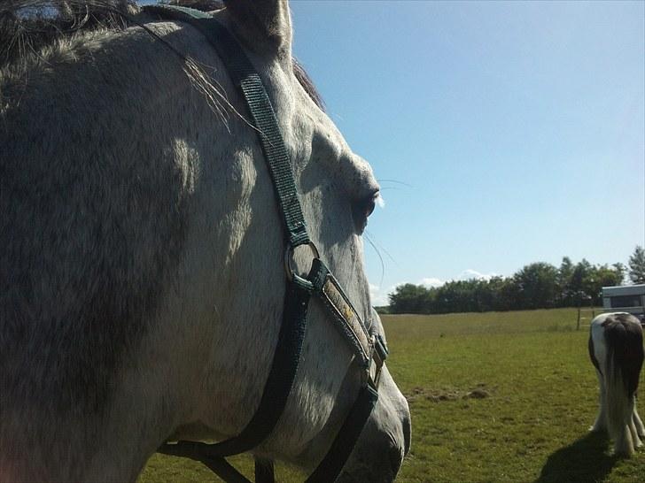 Hollandsk Sportspony Silver king  - det smukke kløbilled billede 12