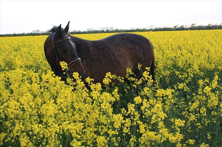 New Forest Kenzo Amarine  billede 19