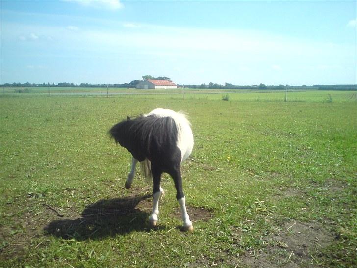 Anden særlig race Opal - *Det KLØØØØØR! :D billede 1