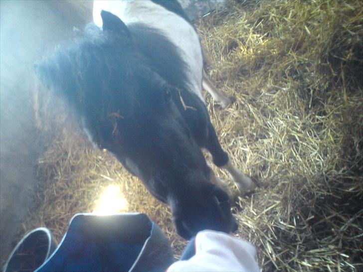 Anden særlig race Opal billede 2