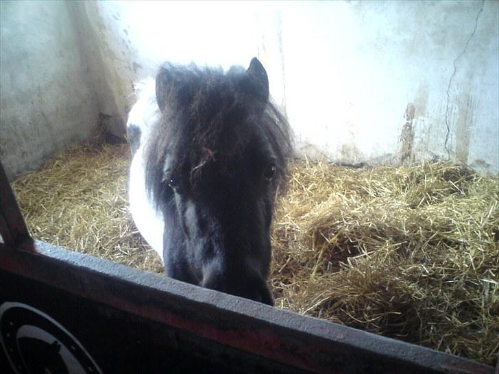 Anden særlig race Opal billede 4