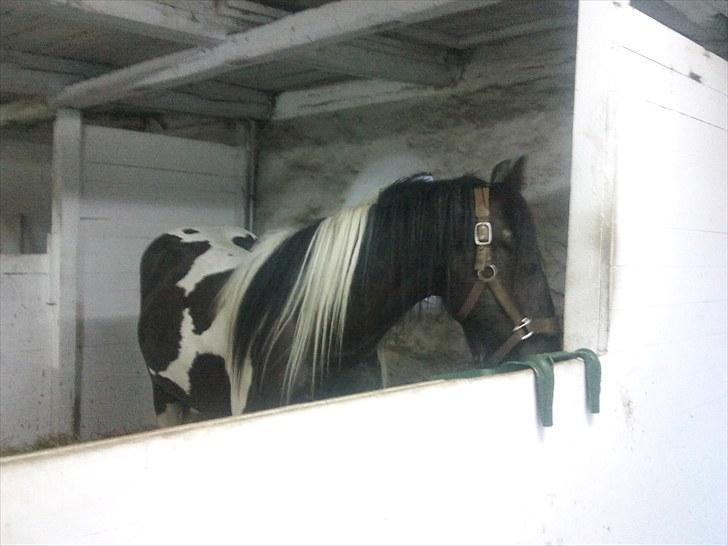 Irish Cob Mr.BigD of Irish (Samson) billede 6