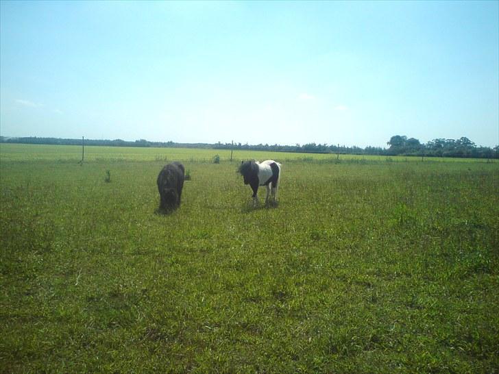 Anden særlig race Opal - Opal & Destemona {: billede 5