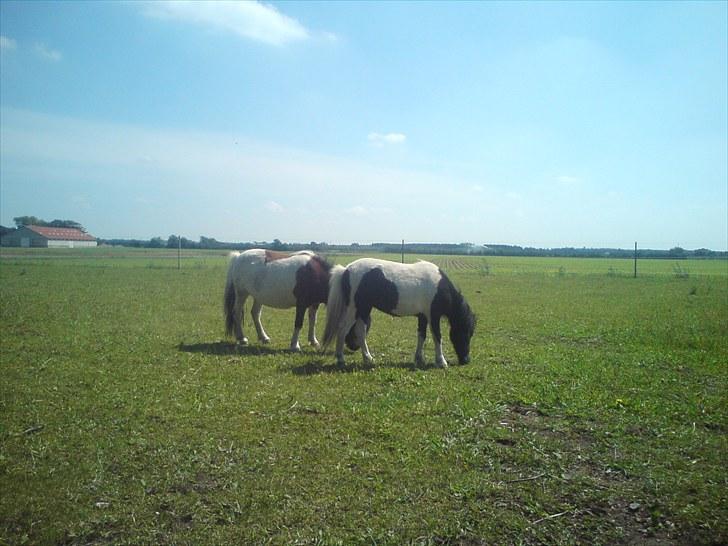 Anden særlig race Opal - Mor & Datter <3 billede 6