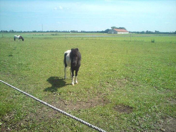 Anden særlig race Opal billede 7