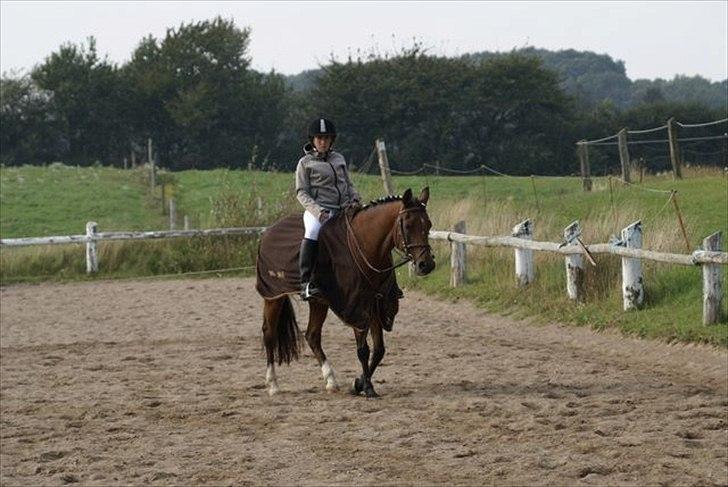 Hollandsk Sportspony Carmen<3 min stjerne! - stævne PMR ;) billede 4