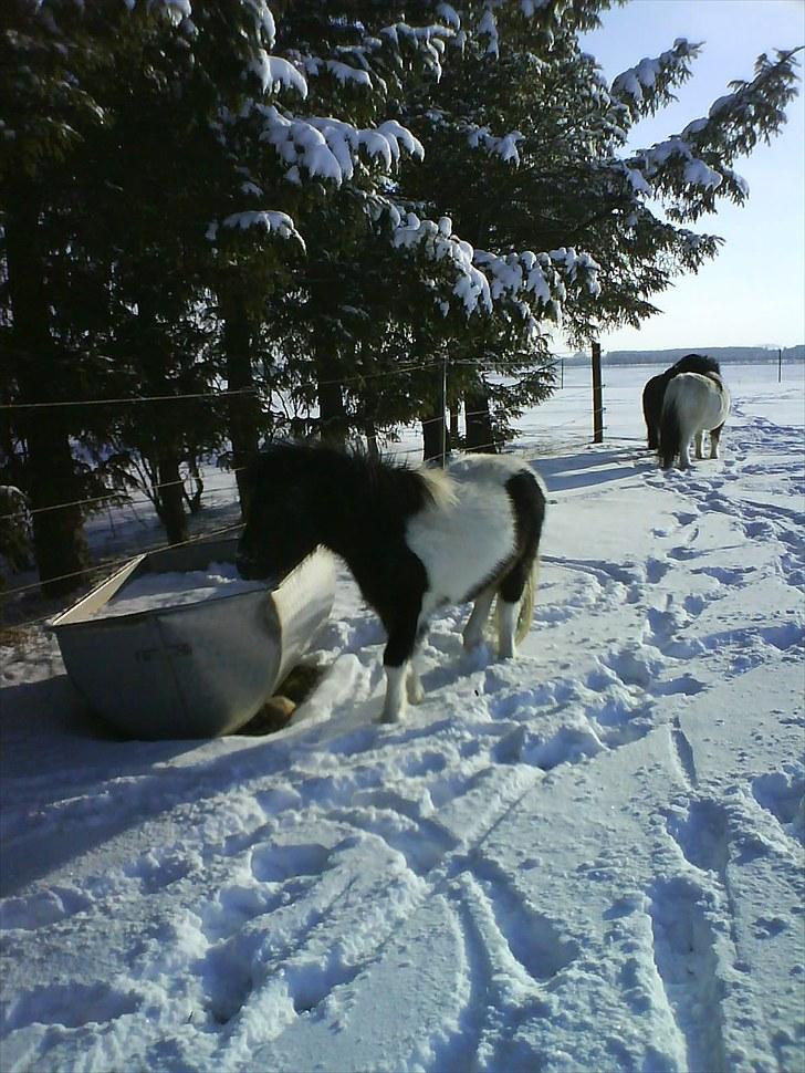 Anden særlig race Opal billede 9