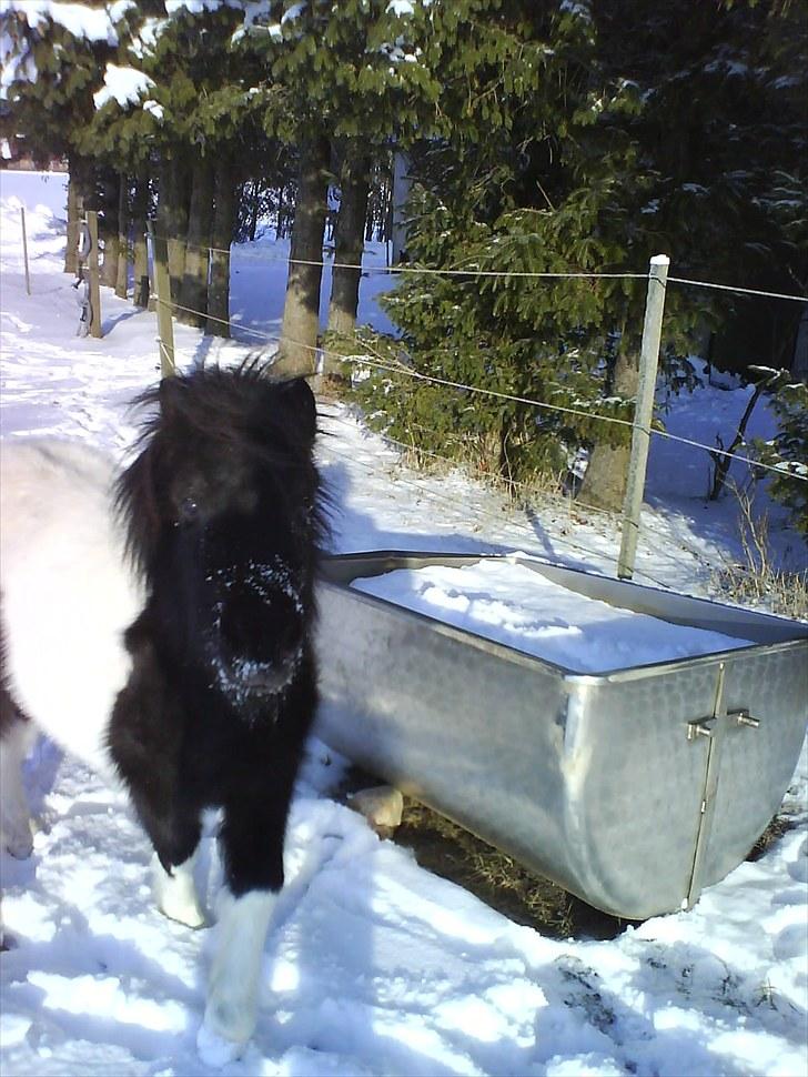 Anden særlig race Opal - SNEEEEEE :D billede 10