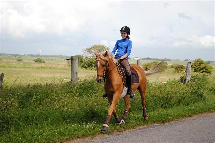 Hollandsk Sportspony Paula! Solgt billede 6